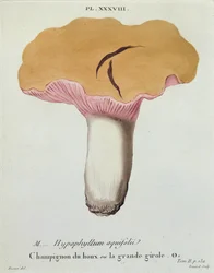 Hyprophyllum aquifolii, plade 38 fra 