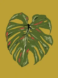 Et livligt Monstera-blad