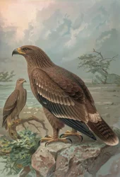 GRAVERING-NEPAL ØRN-KVINNER-AQUILA NIPALENSIS
