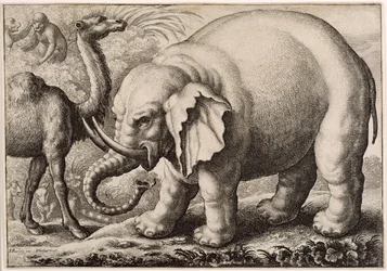 En elefant og en kamel, graveret af Wenceslaus Hollar (1607-77) 1663