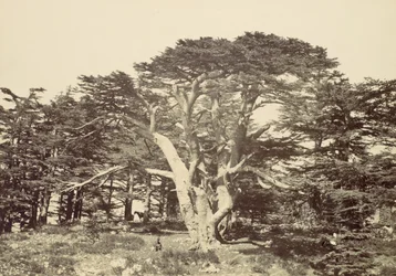 Den største af cedertræerne, Libanonbjerget, 1857.