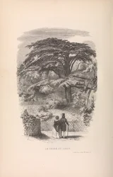 Den botaniske have, beskrivelser og manerer af pattedyr, 1842.