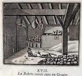 La Weasette kom ind i en Grenier. Fabler af Jean de La Fontaine (1621-95). Illustration af François Chauveau (1613-1676). Udgave af 1728.