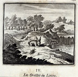 Lievre