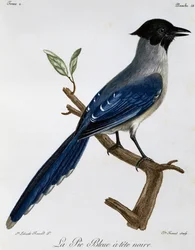 Azurvinget Magpie (Cyanopica cyanus), gravering fra Natural History of African Birds