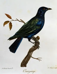 Sortbuget glansstær (Lamprotornis corruscus), gravering fra Histoire Naturelle des Oiseaux d
