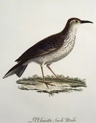 Hannen af Kap-langnæbbet (Certhilauda curvirostris), stik fra Histoire Naturelle des Oiseaux d