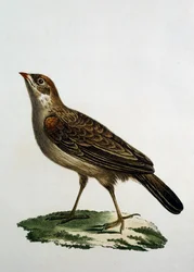 Kvindelig gøgrulle, gravering fra Natural History of the Birds of Africa af Francois Le Vaillant (1753-1824), Frankrig