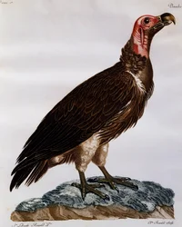 Lappegrib (Torgos tracheliotos), gravering fra Natural History of the Birds of Africa