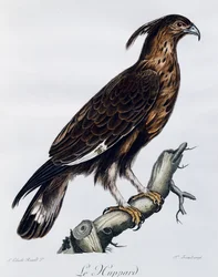 Langkaget ørn (Lophaetus occipitalis), gravering fra Natural History of the Birds of Africa