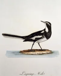 Han af en afrikansk vipstjert (Motacilla aguimp), gravering fra Histoire Naturelle des Oiseaux d
