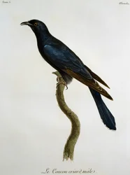 Han af sort gøg (Cuculus clamosus), gravering fra Histoire Naturelle des Oiseaux d