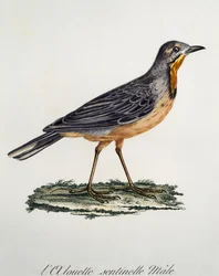 Han Cape Longclaw (Macronyx capensis), gravering fra Histoire Naturelle des Oiseaux d