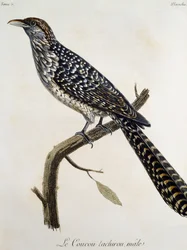 Mand Coucou tachirou, gravering fra Natural History of the Birds of Africa af Francois Le Vaillant (1753-1824), Frankrig