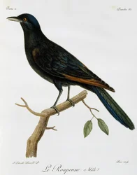 Han af rødvinget stær (Onychognathus morio), stik fra Histoire Naturelle des Oiseaux d