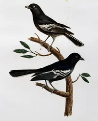 Han og hun af sortmejse (Parus niger), stik fra Histoire Naturelle des Oiseaux d