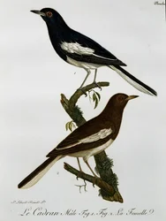 Han og hun af orientalsk skadenattergal (Copsychus saularis), stik fra Histoire Naturelle des Oiseaux d