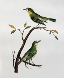 Han og hun af bleg hvid-øje (Zosterops pallidus), gravering fra Histoire Naturelle des Oiseaux d