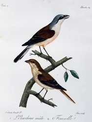 Han og hun af rødrygget tornskade (Lanius collurio), stik fra Histoire Naturelle des Oiseaux d
