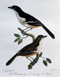 Han og hun af Southern Boubou (Laniarius ferrugineus), gravering fra Histoire Naturelle des Oiseaux d