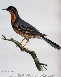Rødfugl, sort krave, gravering fra Natural History of African Birds