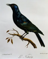 Blegvinget stær (Onychognathus nabouroup), gravering fra Natural History of African Birds
