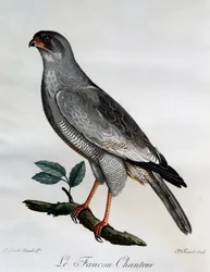 Bleg Chanting-Goshawk (Melierax canorus), gravering fra Natural History of African Birds