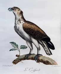 Korttået Slangeørn (Circaetus gallicus), gravering fra Natural History of African Birds