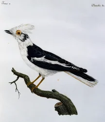 White Helmetshrike (Prionops plumatus), gravering fra Natural History of African Birds