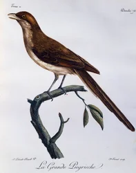 Gulnæbbet Shrike (Corvinella corvina), gravering fra Natural History of African Birds
