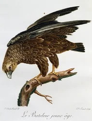 Ung Bateleur (Terathopius ecaudatus), gravering fra Histoire Naturelle des Oiseaux d
