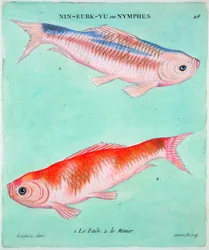Kinesisk guldfisk, 1700-tallet