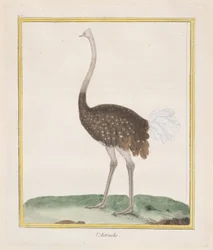 Struds Struds, 1770-86.