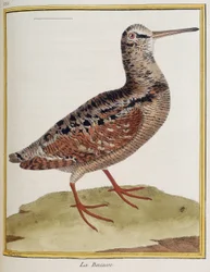 ""La becasse"", plade 885 af zoologi hentet fra ""History of birds"" af Francois Nicolas Martinet
