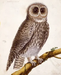 Ugle, fra "Histoire Naturelle des Oiseaux" af Georges de Buffon (1707-88), udgivet i 1777