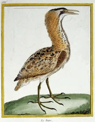 Videnskab. zoologi. Bittern. Indgravering af Francois Nicolas Martinet i: Fuglenes naturhistorie, af Georges Louis Leclerc de Buffon, Frankrig, ca. 1777 (farvestik)