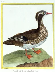 Videnskab. zoologi. kinesisk krikand. Indgravering af Francois Nicolas Martinet i: Fuglenes naturhistorie, af Georges Louis Leclerc de Buffon, Frankrig, ca. 1777 (farvestik)
