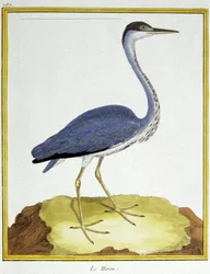 Videnskab. zoologi. Hejre. Indgravering af Francois Nicolas Martinet i: Fuglenes naturhistorie, af Georges Louis Leclerc de Buffon, Frankrig, ca. 1777 (farvestik)