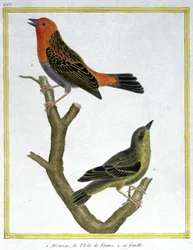 Videnskab. zoologi. Husspurv af Ile de France. Indgravering af Francois Nicolas Martinet i: Fuglenes naturhistorie, af Georges Louis Leclerc de Buffon, Frankrig, ca. 1777 (farvestik)