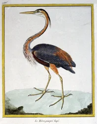 Videnskab. zoologi. Lilla hejre. Indgravering af Francois Nicolas Martinet i: Fuglenes naturhistorie, af Georges Louis Leclerc de Buffon, Frankrig, ca. 1777 (farvestik)