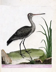 Zoologisk tavle (ornitologi): kobbersneppen selv (stor kobbersneppe eller Limosa limosa). Illustration i »Fuglenes historie, malet i deres ydre og karakteristiske skikkelser« af François Nicolas Martinet (1731-1800). Privatsamling.