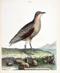 Zoologisk tavle (ornitologi): knæ rale eller vagtel konge (crex crex). Illustration i "Fuglenes historie, malet i deres udseende og følsomme aspekter" af Francois Nicolas Martinet (1731-1800). Privat samling.