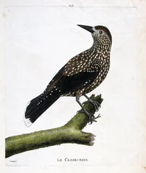 Zoologisk tavle (ornitologi): nøddeknækkeren (fluenød eller nucifraga caryocatacts) på en gren. Illustration i "Fuglenes historie, malet i deres udseende og følsomme aspekter" af Francois Nicolas Martinet (1731-1800). Privat samling.
