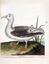 Zoologisk kort (ornitologi): Albatros (brylealbatros eller diomedea exulans). Illustration i "Fuglenes historie, malet i deres udseende og følsomme aspekter" af Francois Nicolas Martinet (1731-1800). Privat samling.