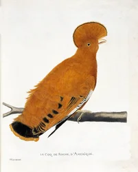 Zoologisk diagram (ornitologi): Amerikansk stenhane (orange hane eller rupicola rupicola) på en gren