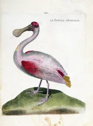 Zoologisk diagram (ornitologi): Amerikansk spatel (lyserød spatel eller platalea ajaja). Illustration i "Fuglenes historie, malet i deres udseende og følsomme aspekter" af Francois Nicolas Martinet (1731-1800). Privat samling.