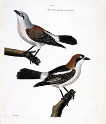 Zoologisk diagram (ornitologi): Nederst: den rødhårede grieche eller grieche et rødhåret hoved (lanius senator) og dens kvinde (grieche ecorcheur eller lanius collurio) på den øverste gren
