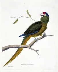 Zoologisk kort (ornitologi): Brasiliansk parakit (rød-pande conure eller aratinga canicularis) på en gren. Illustration i "Fuglenes historie, malet i deres udseende og følsomme aspekter" af Francois Nicolas Martinet (1731-1800). Privat kol
