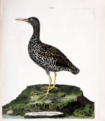 Zoologisk diagram (ornitologi): Caienne