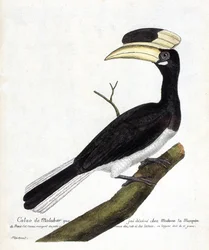 Zoologisk kort (ornitologi): Calao de Malabar (Anthracoceros coronatus) på en gren. Illustration i "Fuglenes historie, malet i deres udseende og følsomme aspekter" af Francois Nicolas Martinet (1731-1800). Privat samling.